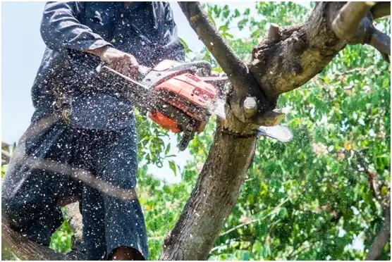 tree services Huron